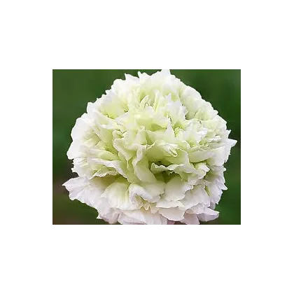 Semínka máku - Papaver paeoniflorum - Mák setý bílý - prodej semen - 0,1 g