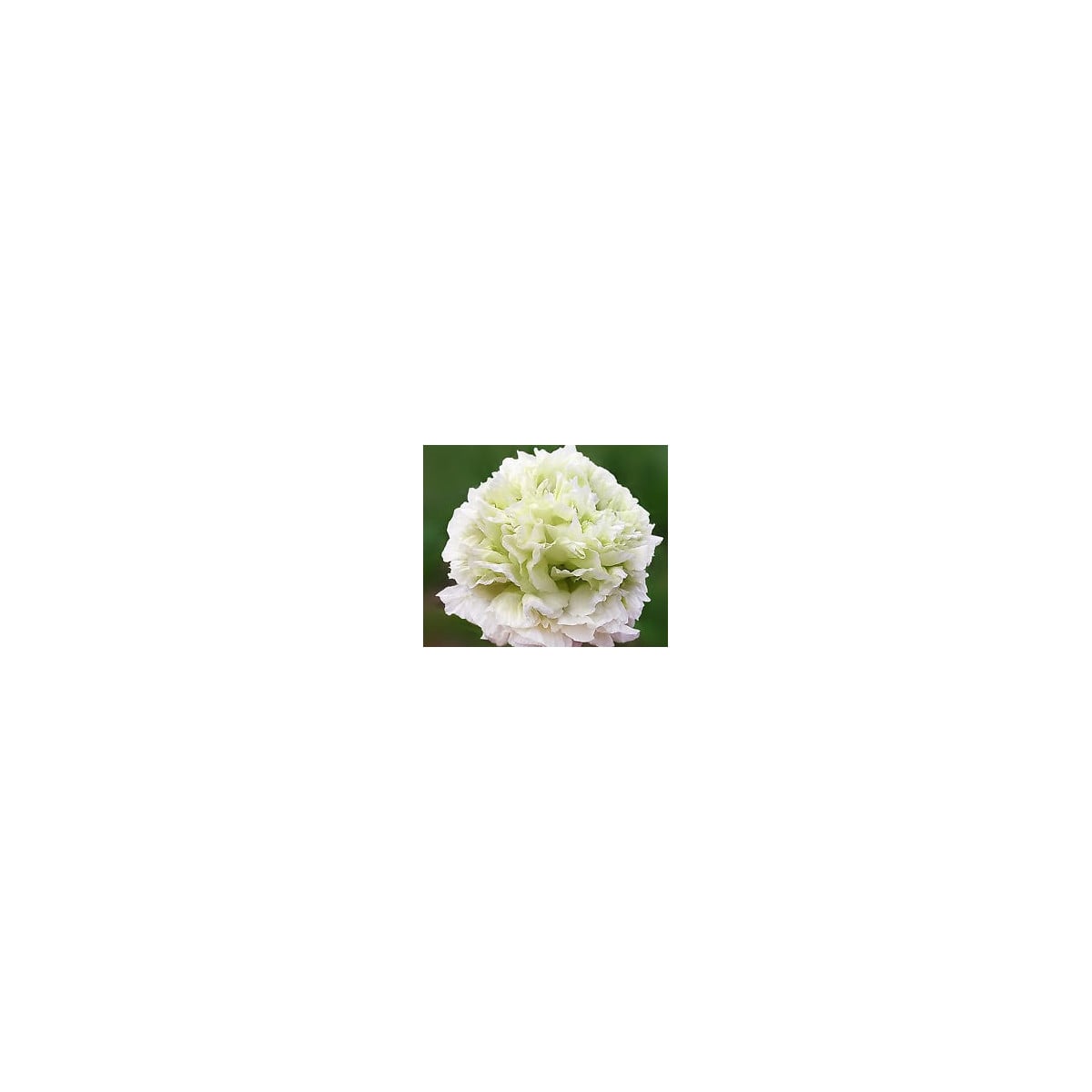 Semínka máku - Papaver paeoniflorum - Mák setý bílý - prodej semen - 0,1 g