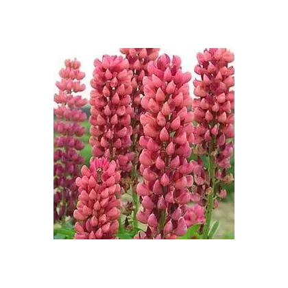 Lupina mnoholistá růžová - Lupinus polyphyllus - semena - 30 ks
