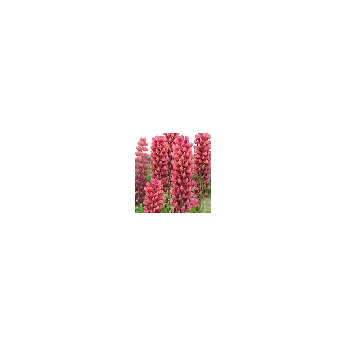 Lupina mnoholistá růžová - Lupinus polyphyllus - semena - 30 ks