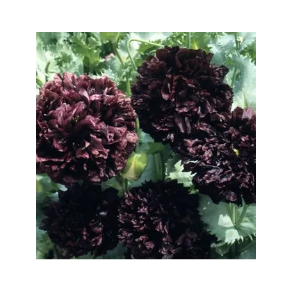 Mák setý černý - Papaver paeoniflorum - semena - 0,1 g