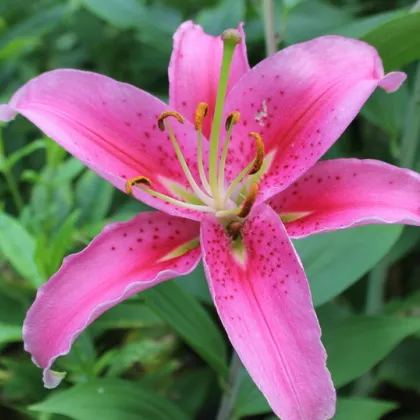 Lilie Bernini růžová - Lilium - cibuloviny - 1 ks