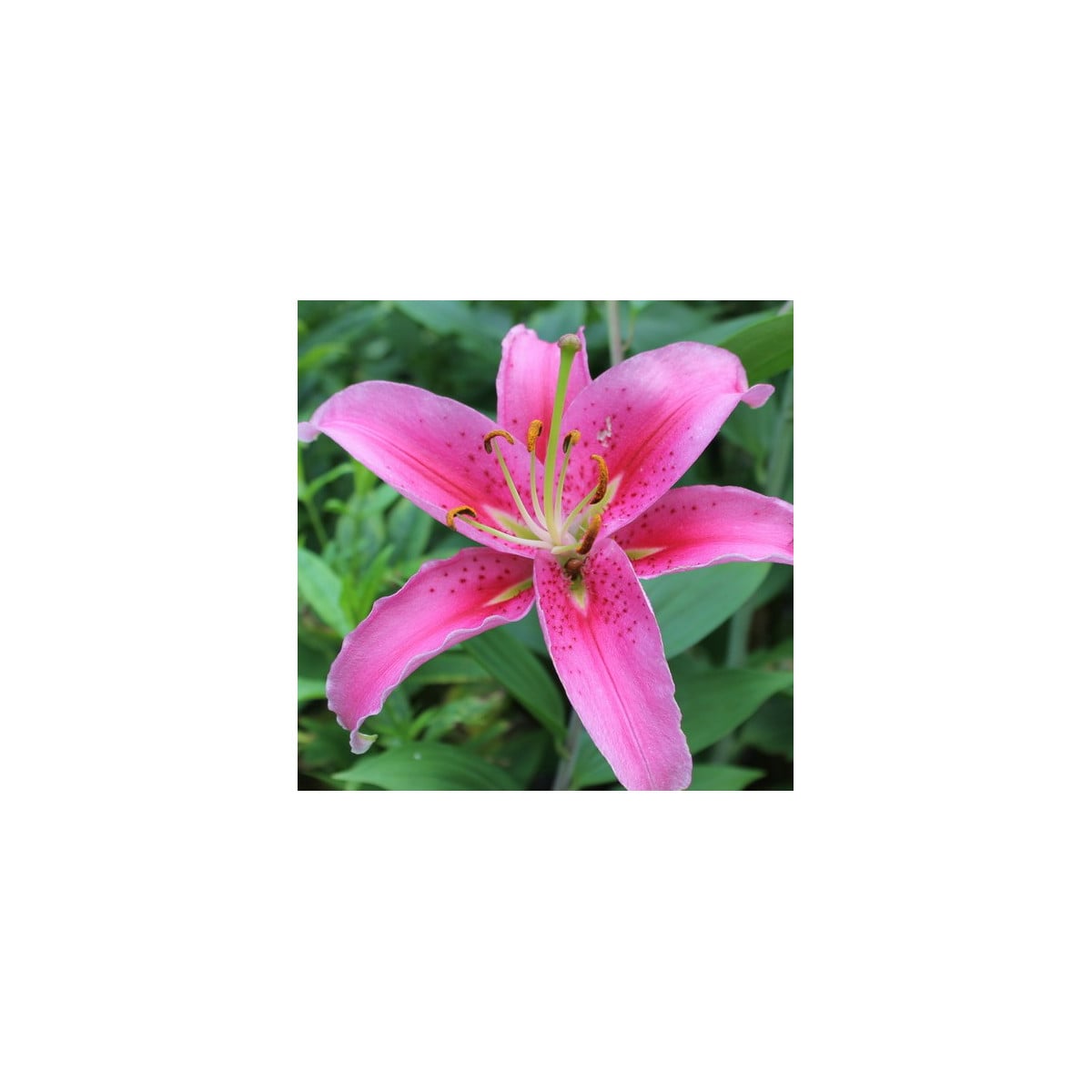 Lilie Bernini růžová - Lilium - cibuloviny - 1 ks