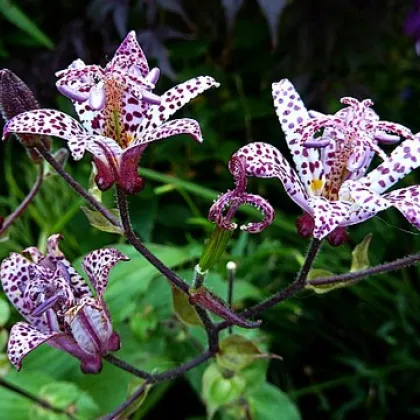 Lilie hadí - Tricytris hirta - cibuloviny - 1 ks