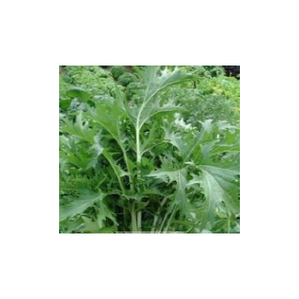Semínka mizuny - Brassica campestris Japonica - Mizuna Kruis F1 - prodej semen - 0,02 g