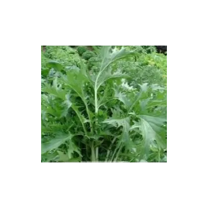 Semínka mizuny - Brassica campestris Japonica - Mizuna Kruis F1 - prodej semen - 0,02 g