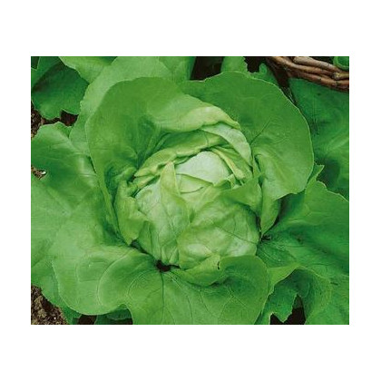 Semínka salátu - Salát hlávkový Ovation - prodej semen - 0,5 g