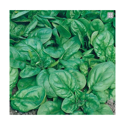 Špenát setý - Spinacia oleracea - semena špenátu - 300 ks