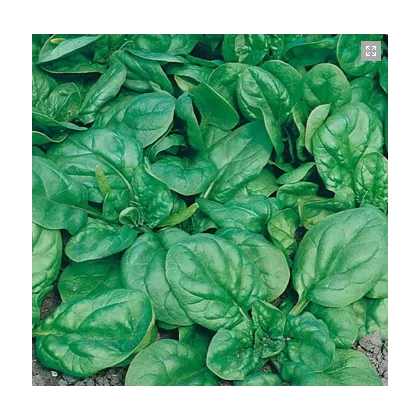 Špenát setý - Spinacia oleracea - semena špenátu - 300 ks