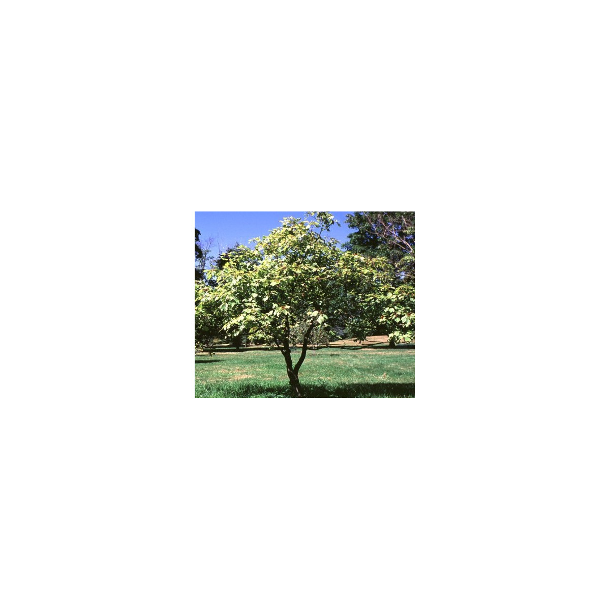 Semínka javoru - Acer opalus - Javor opalus - prodej semen - 5 ks