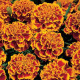 Aksamitník rozkladitý Orange flame - Tagetes patula nana - prodej semen - 0,3 g