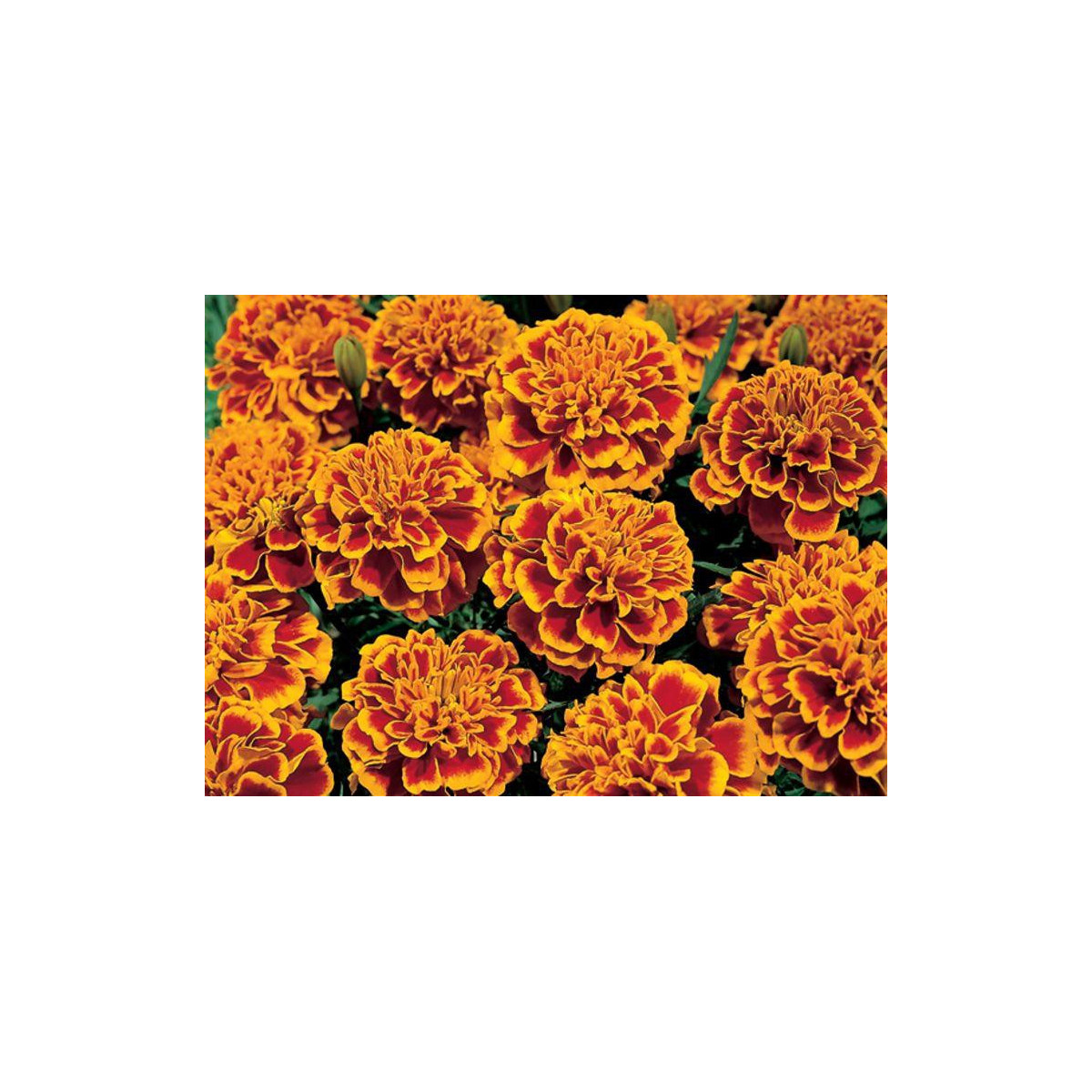 Aksamitník rozkladitý Orange flame - Tagetes patula nana - prodej semen - 0,3 g