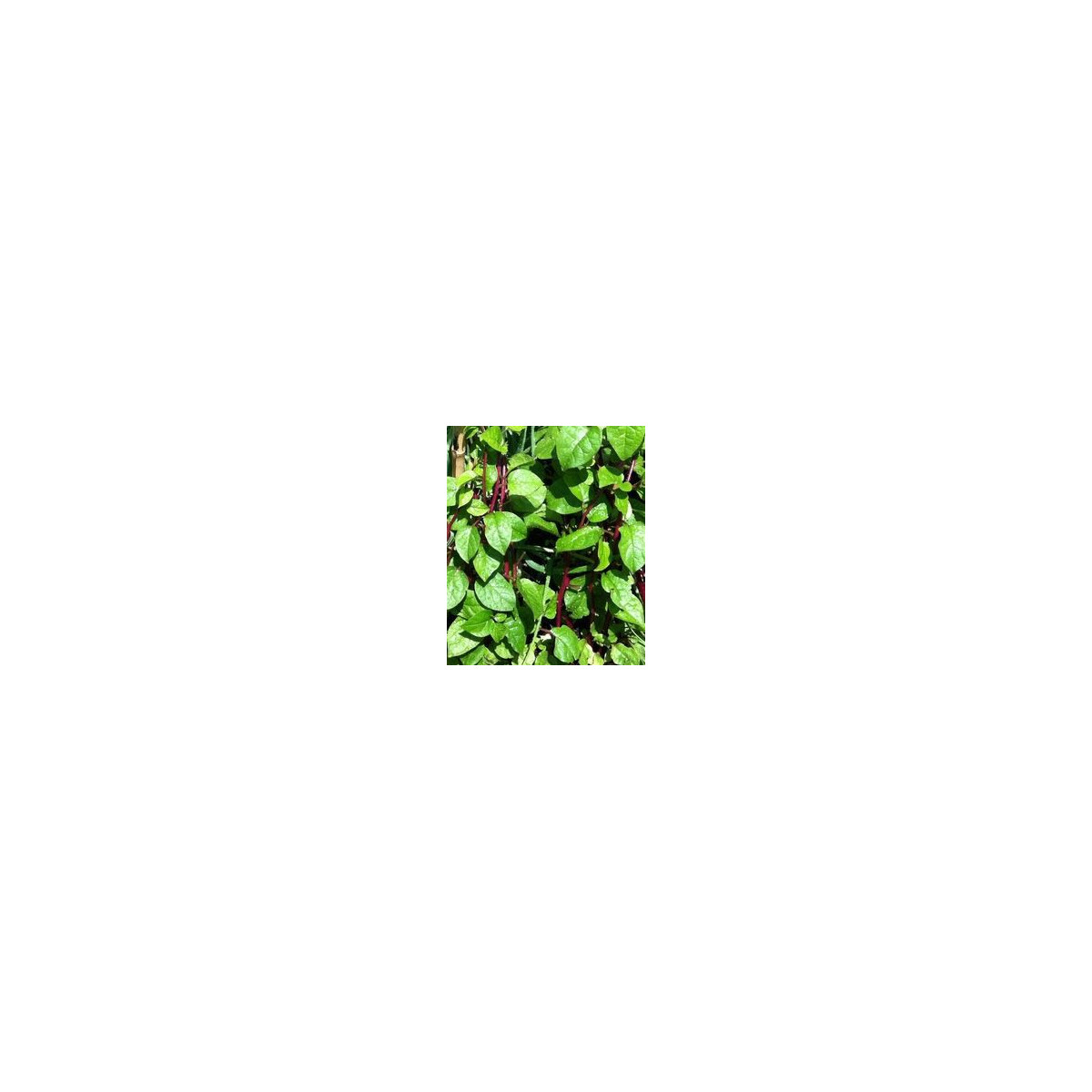 Bazela bílá - Basella alba - semena - 0,5 gr
