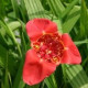 Tygřice červená - Tigris speciosa - prodej cibulovin - 3 ks