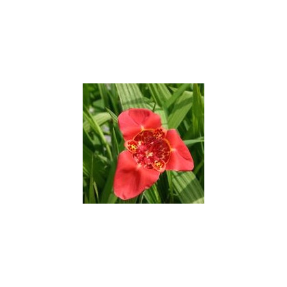 Tygřice červená - Tigris speciosa - prodej cibulovin - 3 ks