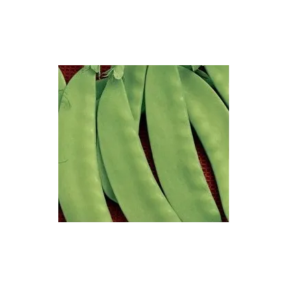 Hrách cukrový Jessy - Pisum sativum - semena - 20 gr