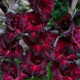 Gladiol Black Star - Gladiolus - prodej cibulovin - 3 ks