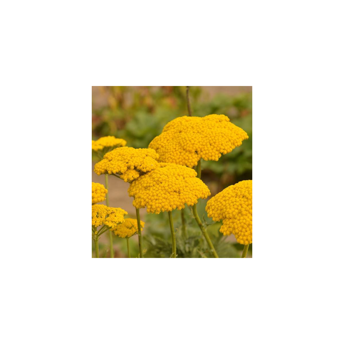 Řebříček tužebníkový Cloth of Gold - Achillea filipendula - prodej semen - 800 ks
