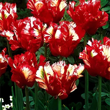 Tulipán Estella Rijnveld - Tulipa - prodej cibulovin - 3 ks