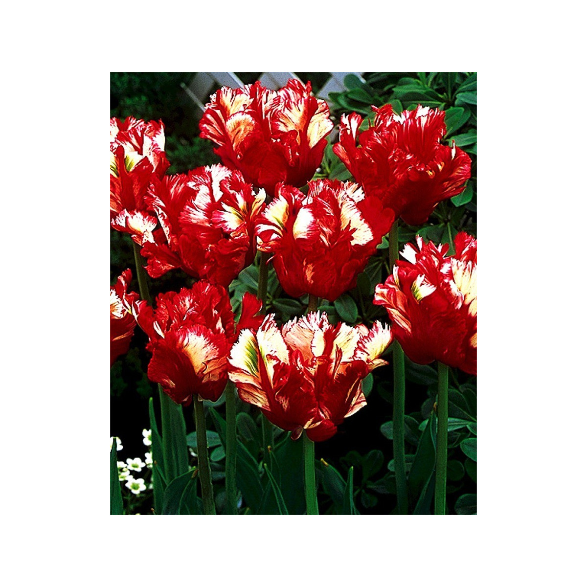 Tulipán Estella Rijnveld - Tulipa - prodej cibulovin - 3 ks
