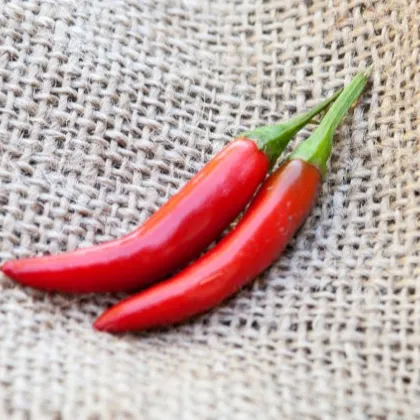 Chilli Kim Chi - semena - 6 ks