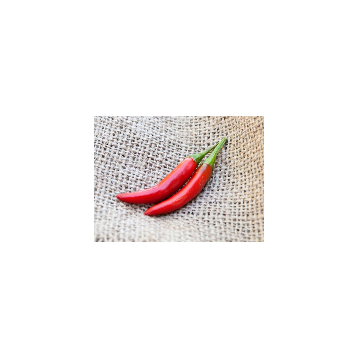 Chilli Kim Chi - semena - 6 ks