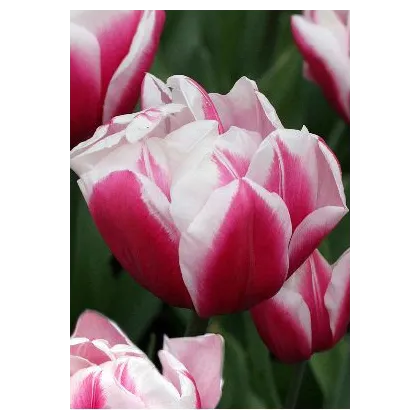 Tulipán Wirosa - Tulipa - cibuloviny - 3 ks