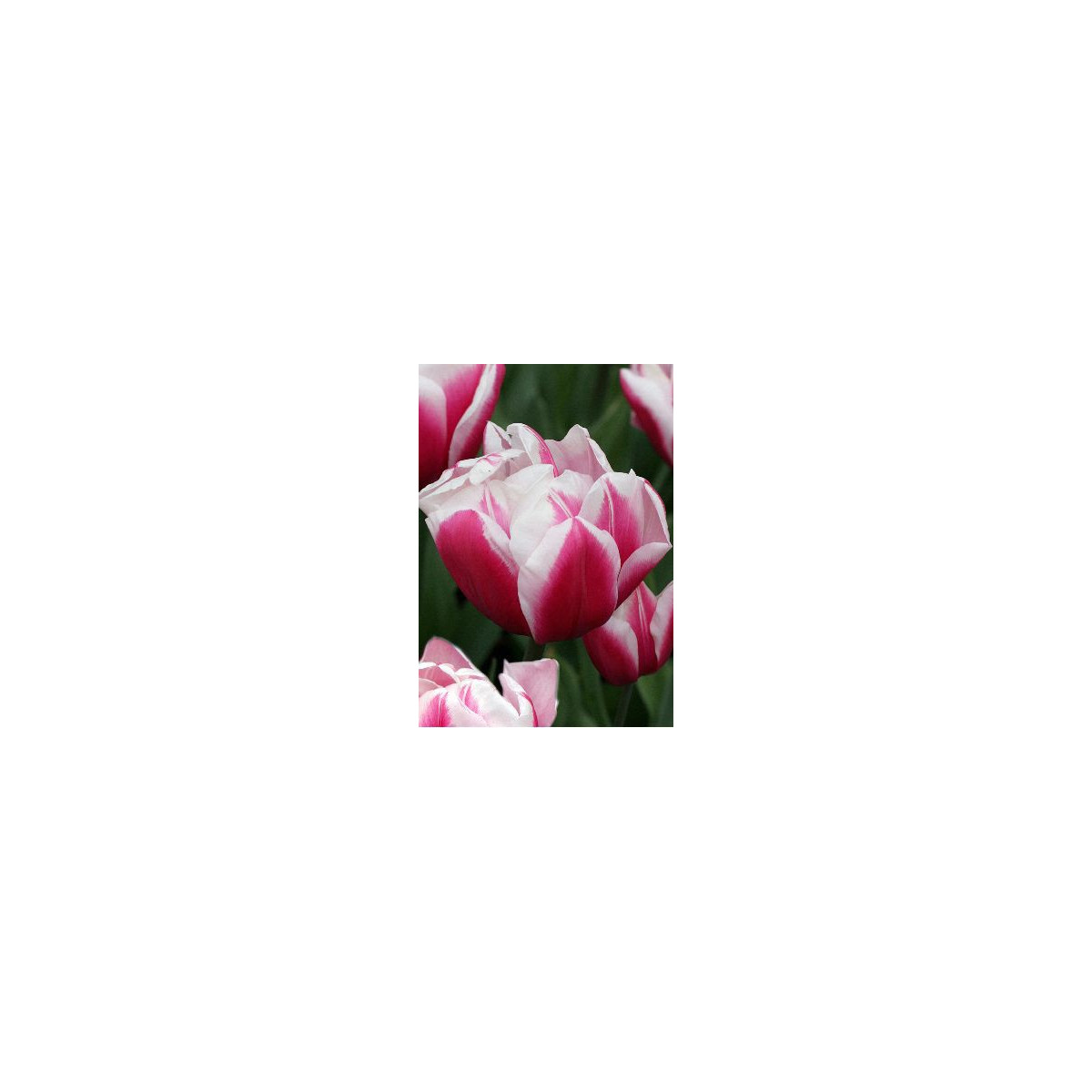 Tulipán Wirosa - Tulipa - cibuloviny - 3 ks