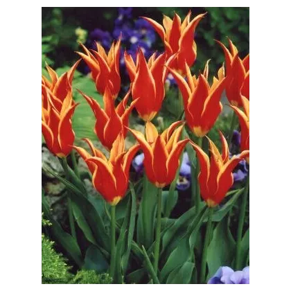 Tulipán Aladdin - Tulipa - cibuloviny - 3 ks