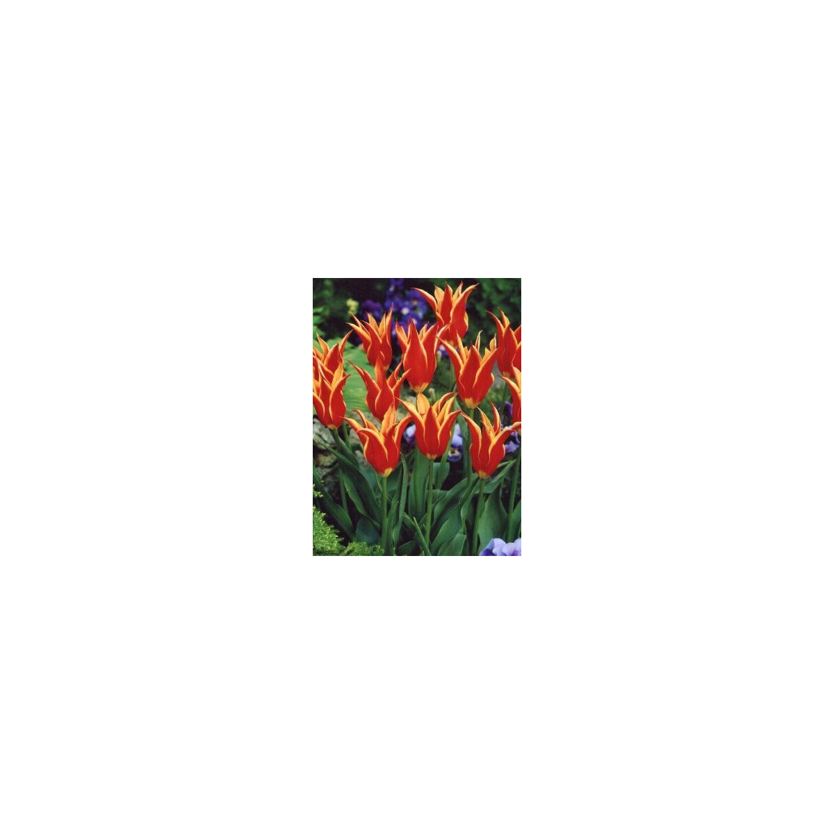 Tulipán Aladdin - Tulipa - cibuloviny - 3 ks
