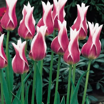 Tulipán Ballade - Tulipa - cibuloviny - 3 ks