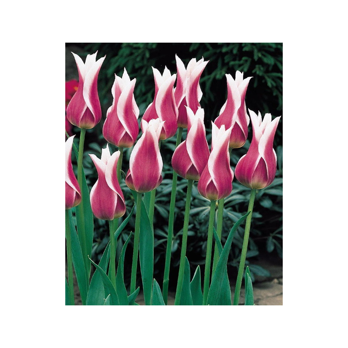 Tulipán Ballade - Tulipa - cibuloviny - 3 ks