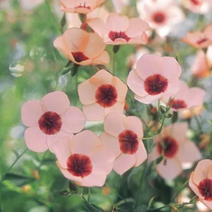 Len velkokvětý Charmer Salmon - Linum grandiflorum - semena - 20 ks