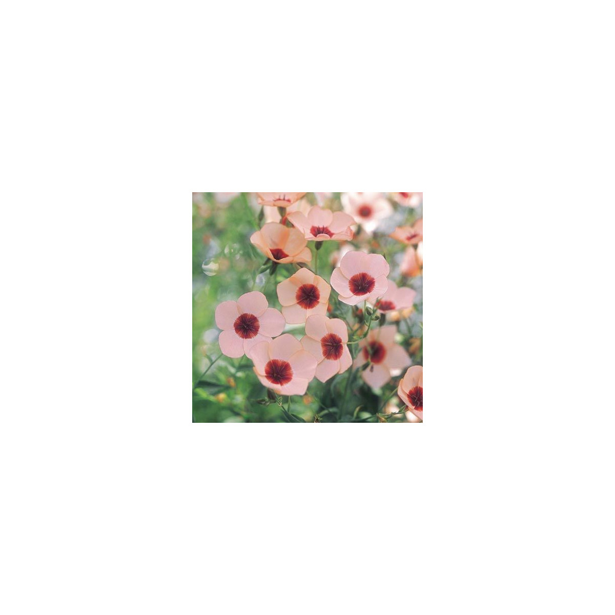 Len velkokvětý Charmer Salmon - Linum grandiflorum - semena - 20 ks