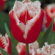 Tulipán Canasta - Tulipa - prodej cibulovin - 3 ks