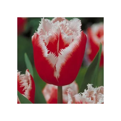 Tulipán Canasta - Tulipa - prodej cibulovin - 3 ks