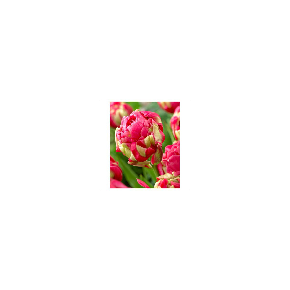Tulipán Renown Unique - Tulipa - cibuloviny - 3 ks