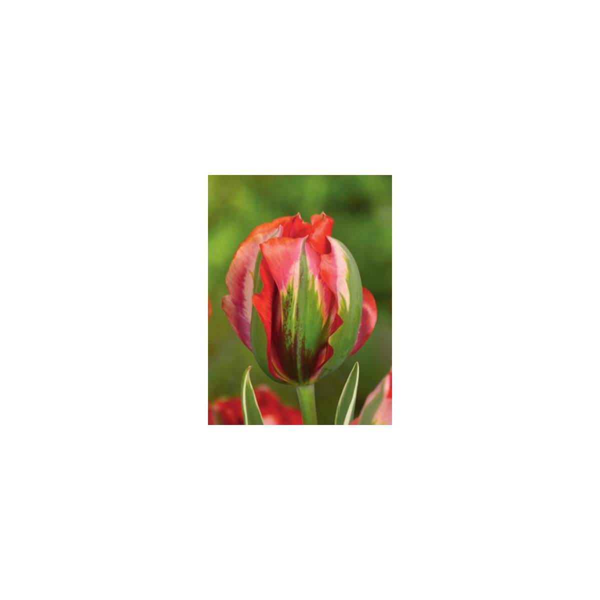 Tulipán Hollywood star - Tulipa - cibuloviny - 3 ks