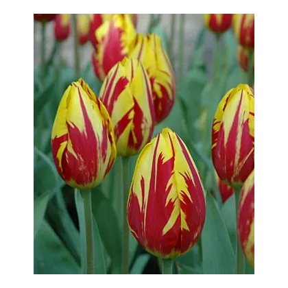 Tulipán Mickey Mouse - Tulipa - cibuloviny - 3 ks