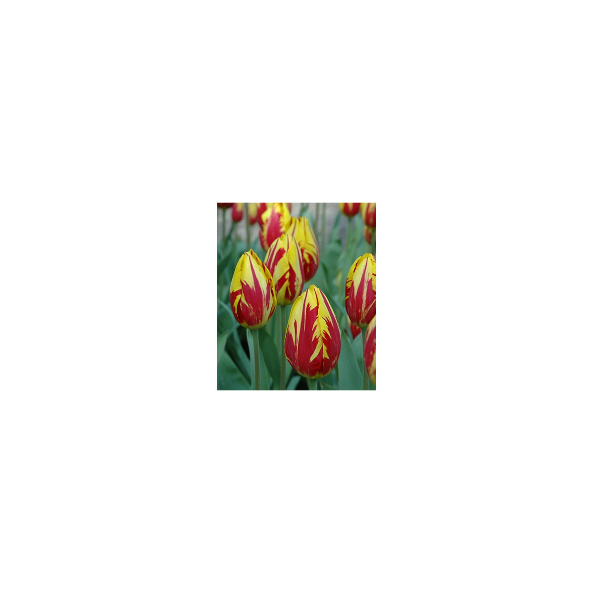 Tulipán Mickey Mouse - Tulipa - cibuloviny - 3 ks