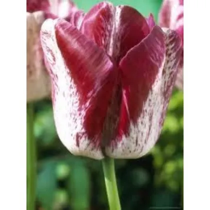 Tulipán Modern style - Tulipa - cibuloviny - 3 ks