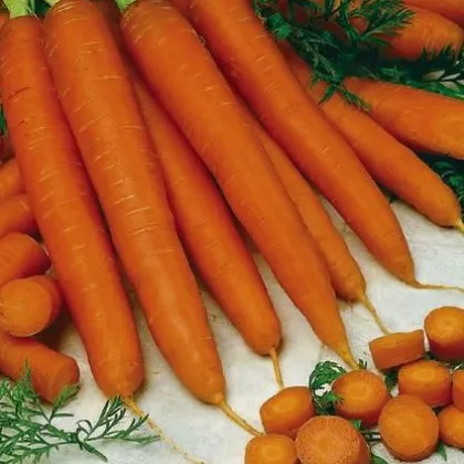Mrkev raná Gonsenheimer Treib - Daucus carota - semena - 1 gr