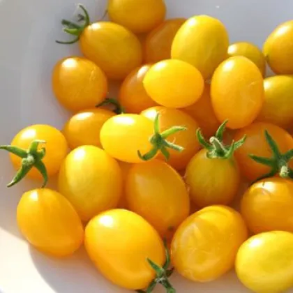 Rajče Ildi - Solanum lycopersicum - prodej semen - 0,1 g