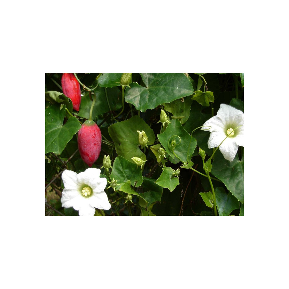 Coccinia grandis - Coccinia grandis - prodej semen - 4 ks