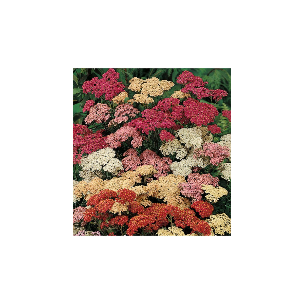 Řebříček tužebníkový Summer Berries F2 - Achillea millefolium - prodej semen - 20 ks