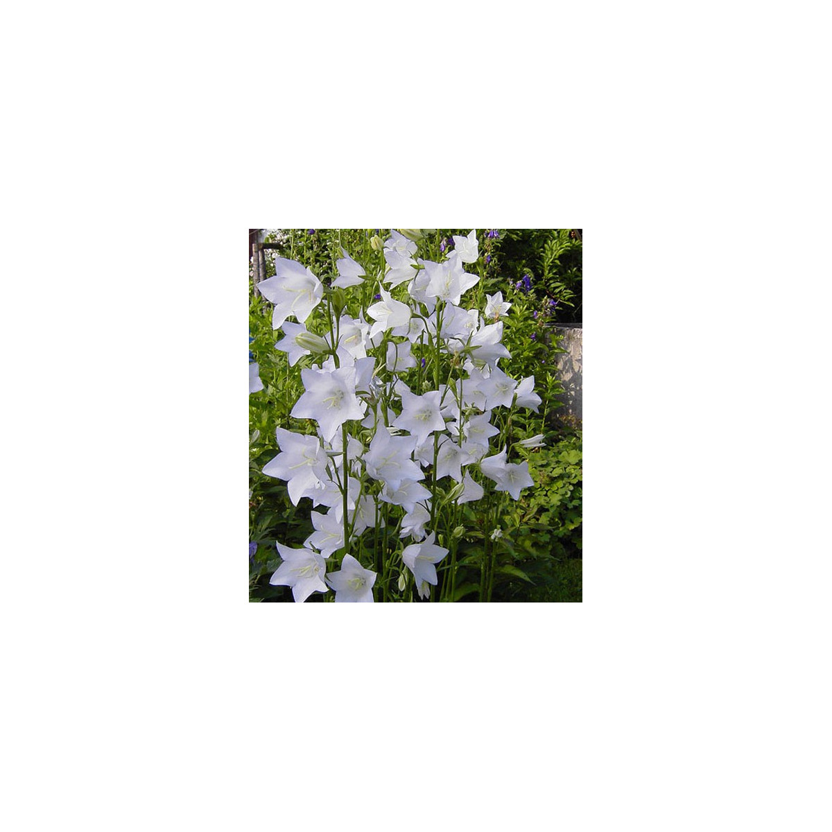 Zvonek broskvolistý bílý - Campanula persicifolia alba - prodej semen - 0,02 g
