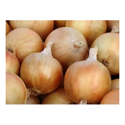 Cibule jarní Signum - allium cepa - semena - 0,5 g