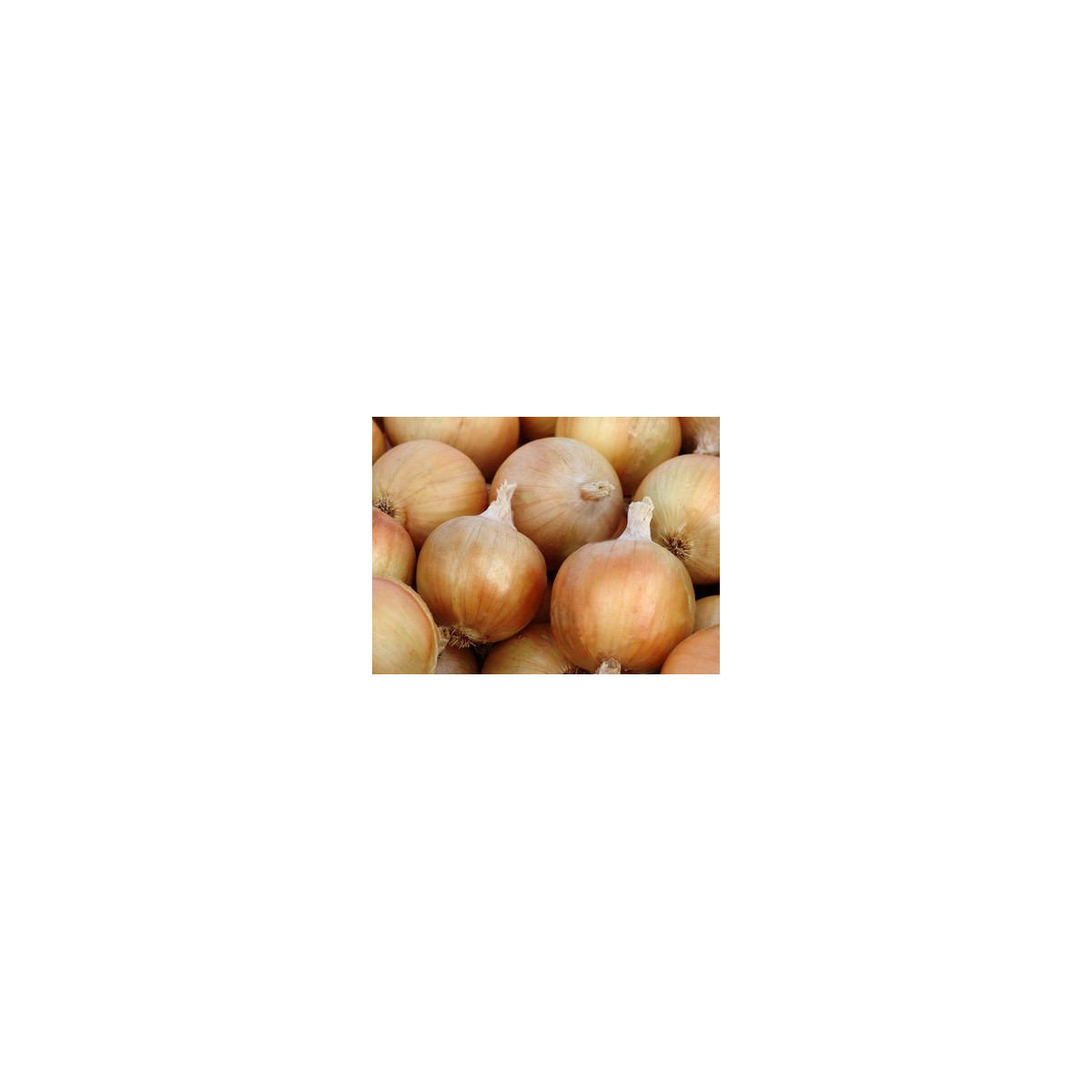 Cibule jarní Signum - allium cepa - semena - 0,5 g