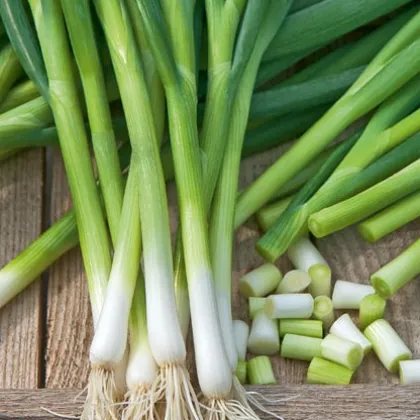 Cibule svazková Freddy - Allium fistulosum - semena - 0,5 g