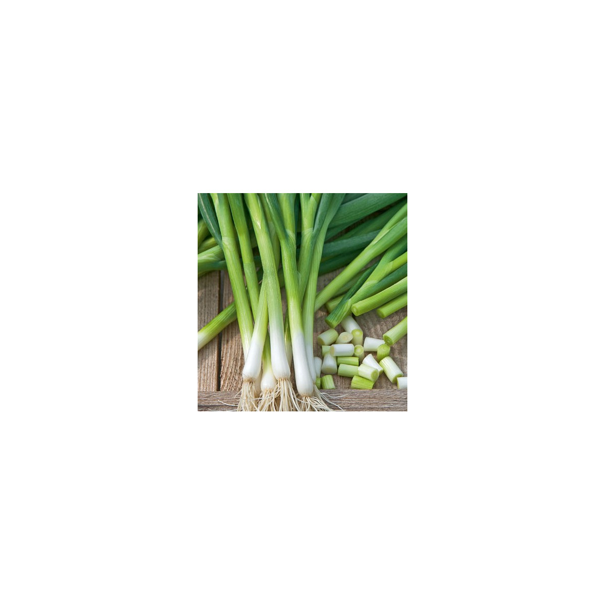 Cibule svazková Freddy - Allium fistulosum - semena - 0,5 g